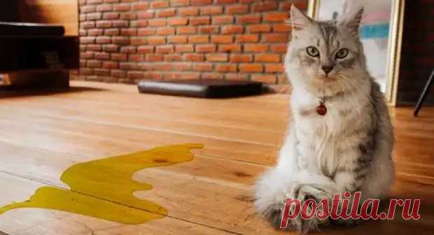 Больше не мучаюсь из-за запаха кошачьей мочи! Знакомая горничная научила избавляться от него всего за 7 минут - Квартира, дом, дача - Медиаплатформа МирТесен