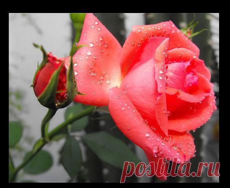 getImage (546×445)