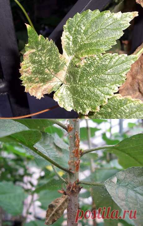 Ботаничка.ru | Паутинный клещ. На комнатных растениях, на розах. Методы борьбы, как избавиться, средства.