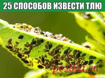 25 СПОСОБОВ ИЗВЕСТИ ТЛЮ ПОДРУЧНЫМИ СРЕДСТВАМИ
1. Водкой. Для обработки пойдет самая дешевая. Все, что нужно, так это налить ее в пульверизатор и опрыснуть растения.
2. Кока-колой. Использовать так же, как и водку.
3. Хозяйственным мылом: 200 г растворить в 10 л воды.
4. Нашатырем: 1 ст. ложку развести в 10 л воды.
5. Кальцинированной содой: 1 ст. ложку растворить в 1 л воды. Добавить 40 г хозяйственного мыла.
6. Золой: 200–300 г залить 5 л крутого кипятка, остудить, процед...