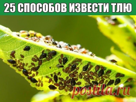 25 СПОСОБОВ ИЗВЕСТИ ТЛЮ ПОДРУЧНЫМИ СРЕДСТВАМИ
1. Водкой. Для обработки пойдет самая дешевая. Все, что нужно, так это налить ее в пульверизатор и опрыснуть растения.
2. Кока-колой. Использовать так же, как и водку.
3. Хозяйственным мылом: 200 г растворить в 10 л воды.
4. Нашатырем: 1 ст. ложку развести в 10 л воды.
5. Кальцинированной содой: 1 ст. ложку растворить в 1 л воды. Добавить 40 г хозяйственного мыла.
6. Золой: 200–300 г залить 5 л крутого кипятка, остудить, процед...