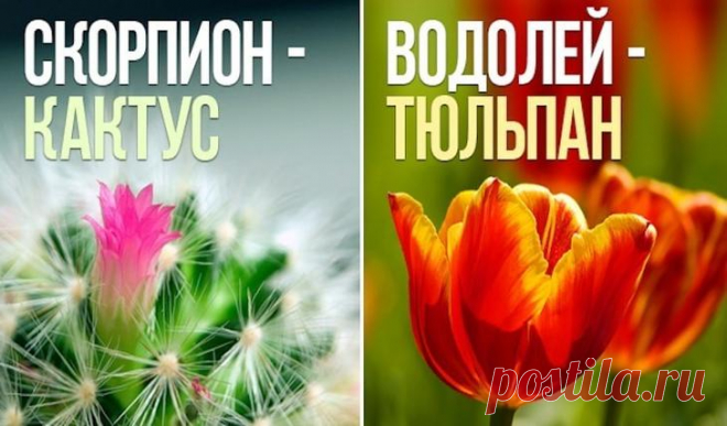 Какой вы цветок по знаку зодиака Если вы хотя бы раз читали астрологические данные о своем знаке Зодиака, то наверняка знаете, что у каждого есть свой тотем, камень, животное и даже растение. Их можно считать символами знаков Зодиака...