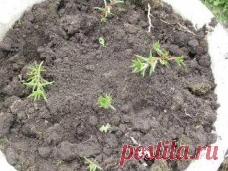 Портулак в цвету