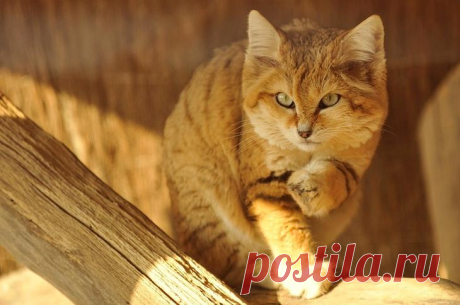 Барханный кот