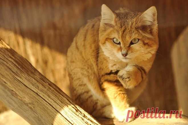 Барханный кот