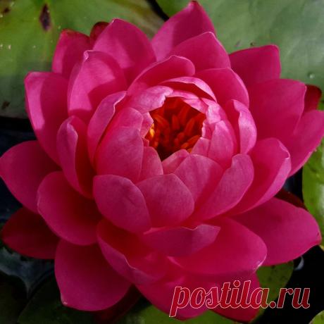 Я люблю ✿ ЦВЕТЫ ✿ | I ♥ Flowers
