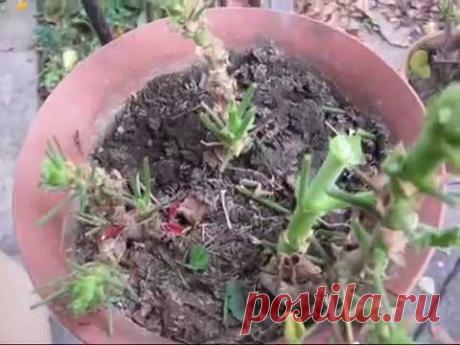 Убираем пеларгонии на зиму  Как я храню большой объем пеларгоний