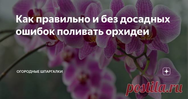 Как правильно и без досадных ошибок поливать орхидеи Рассказываем, как правильно организовать полив орхидей дома и что нужно для этого.
