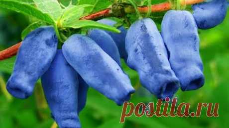 ВЕСЕННЯЯ ПОДКОРМКА ЖИМОЛОСТИ ДЛЯ ПОВЫШЕНИЯ УРОЖАЯ.Вкусная и полезная ягода!