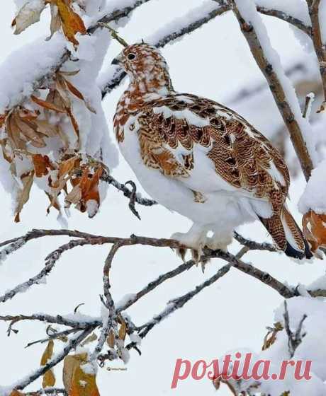 (88) Одноклассники