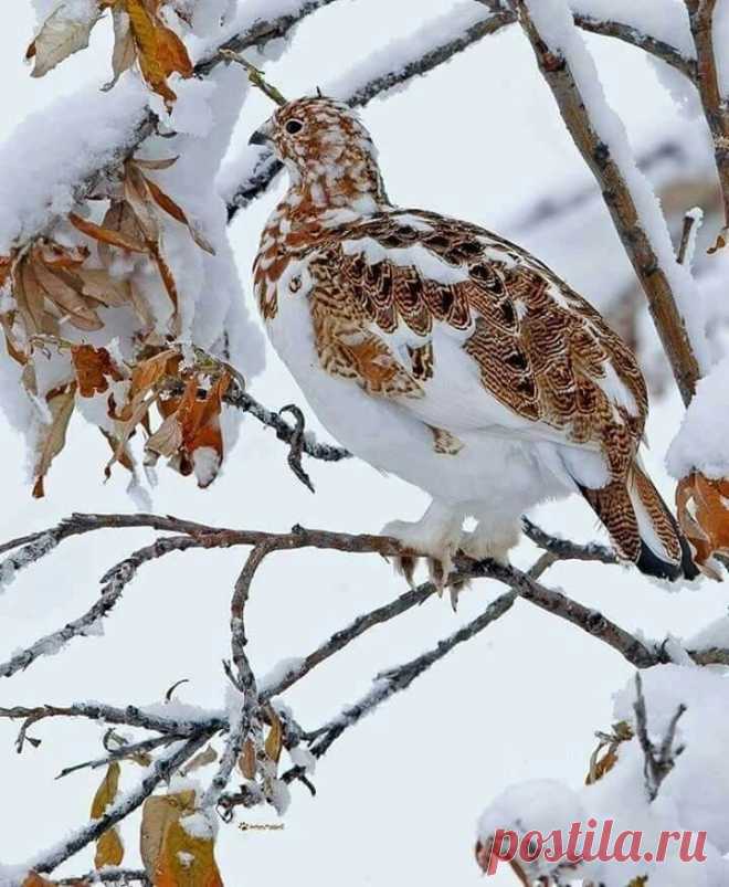 (88) Одноклассники