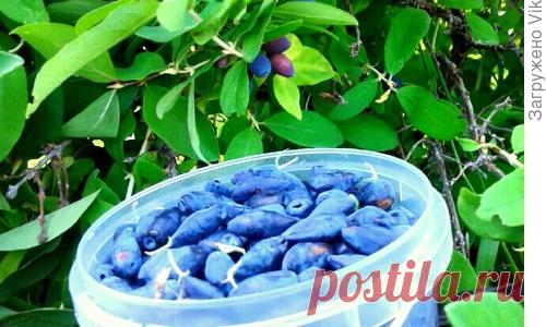 Лет десять мы разводим жимолость. Этот неприхотливый кустарничек каждый год радует нас всё возрастающим, очень ранним урожаем полезных и вкусных