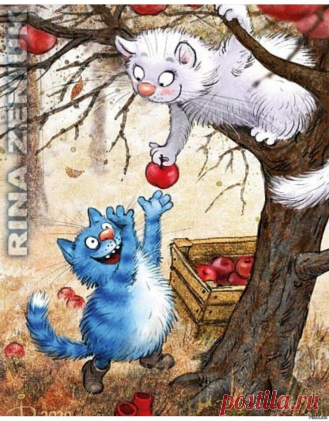 Синие коты - 61 фото - картинки: смотреть онлайн