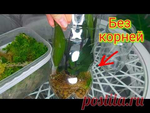 ПОСТАВЬ ТАК и новые ЖИРНЫЕ КОРНИ начнут расти у ОРХИДЕИ