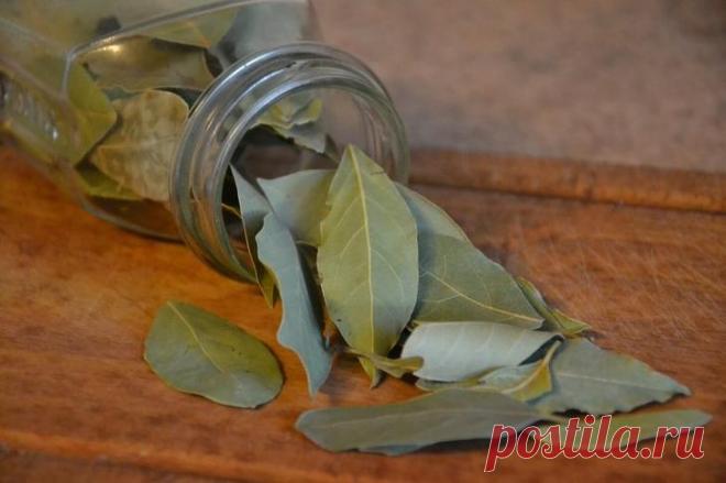 Зачем в кошельке носят лавровый лист? В наше время очень много скептики по поводу любых примет, а вот наши предки очень доверяли и верили подобным знакам судьбы.Лавровый листВ случае с лавровым листом – это даже не примета, а по большей ч...