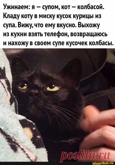 Ужинаем: я - супом, кот - колбасой. Кладу коту в миску кусок курицы из супа. Вижу, что ему вкусно. Выхожу из кухни взять телефон, возвращаюсь и нахожу в своем супе кусочек колбасы. - ) / АйДаПрикол .)