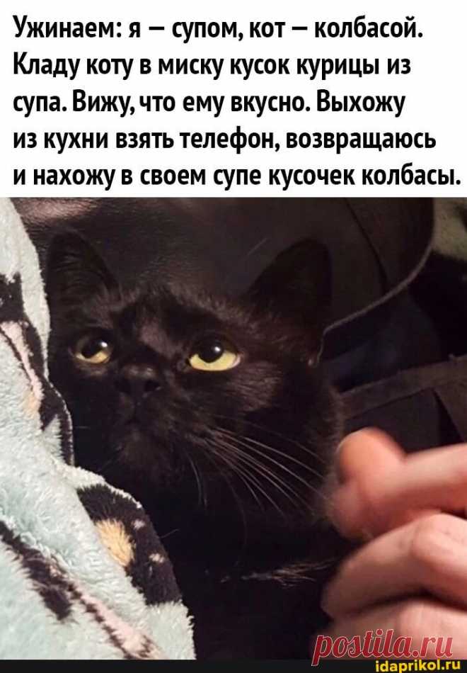 Ужинаем: я - супом, кот - колбасой. Кладу коту в миску кусок курицы из супа. Вижу, что ему вкусно. Выхожу из кухни взять телефон, возвращаюсь и нахожу в своем супе кусочек колбасы. - ) / АйДаПрикол .)