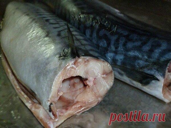 Рыбацкий деликатес - сугудай. Рецепт. Можно готовить из любой рыбы | MASTER-FISHER.RU | Яндекс Дзен