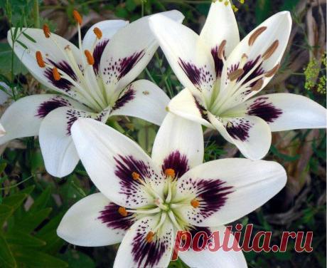 Мой Мир@Mail.Ru