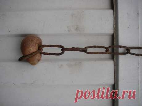 Проросла!Железо не помеха!