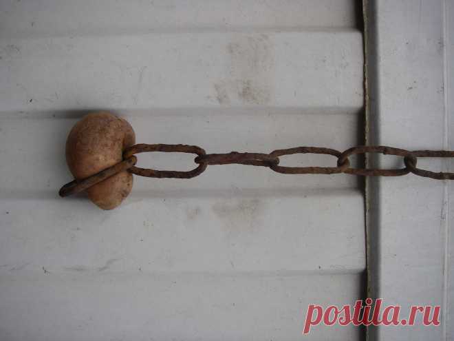 Проросла!Железо не помеха!