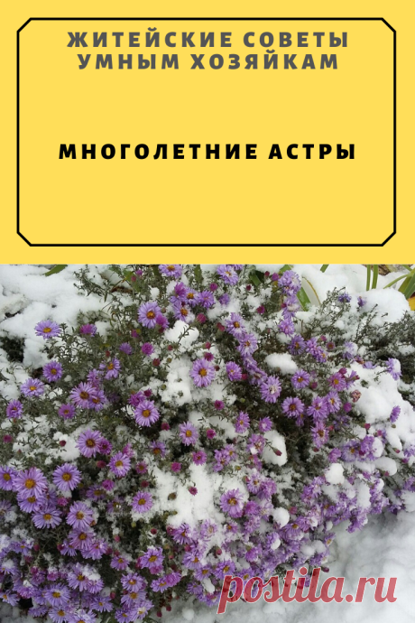 Многолетние астры | Житейские Советы