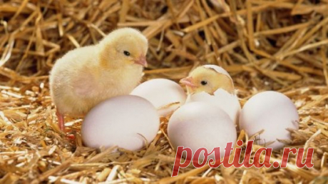Как определить пол цыпленка. Петушок или курочка?