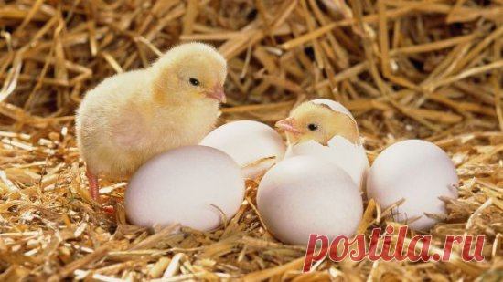 Как определить пол цыпленка. Петушок или курочка?