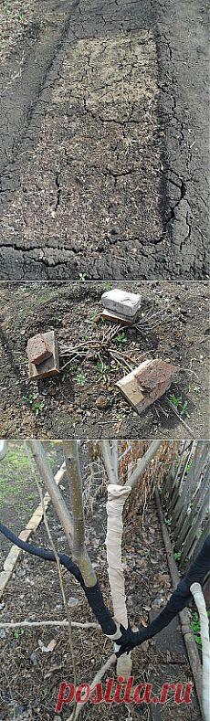 Весенние работы на даче