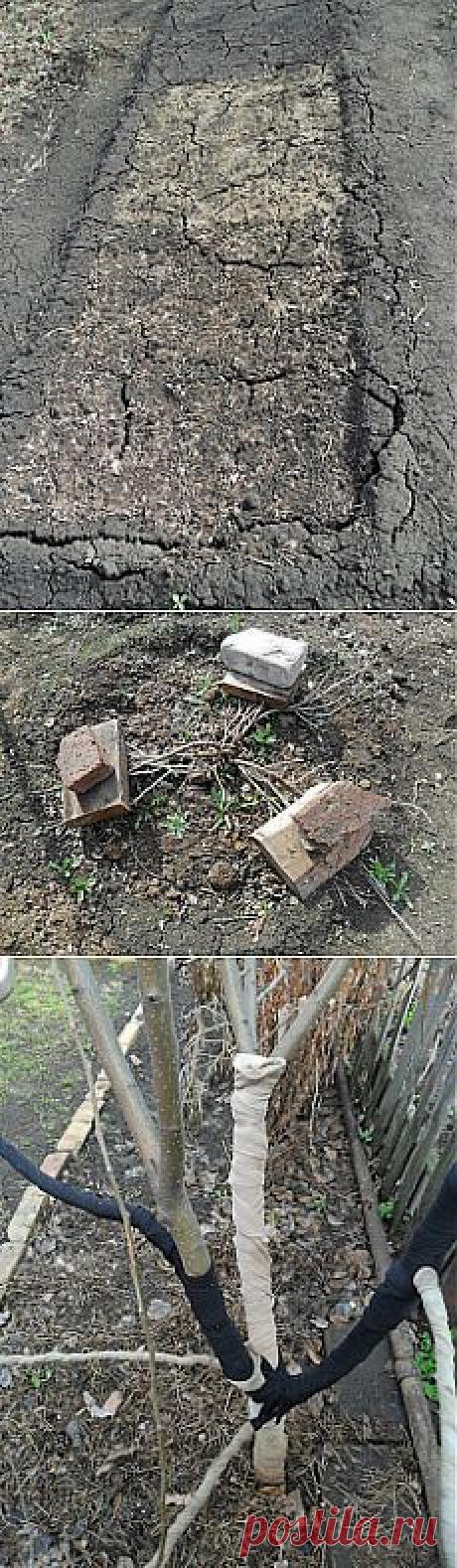 Весенние работы на даче