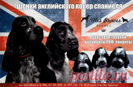 страницы которые создавались константина валерьевича сосницкого краснодар: 10 тыс изображений найдено в Яндекс.Картинках