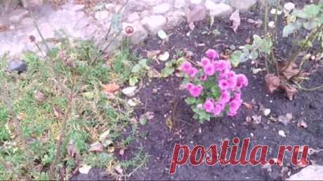 Роза китайская из семян