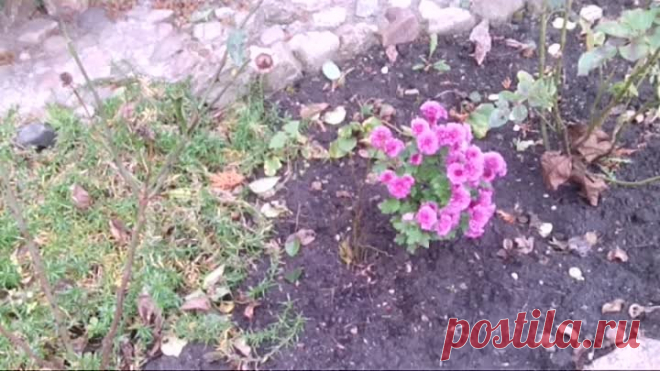 Роза китайская из семян