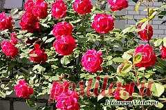 Обрезка плетистых роз — FloweryVale.ru