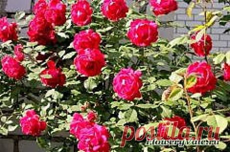 Обрезка плетистых роз — FloweryVale.ru