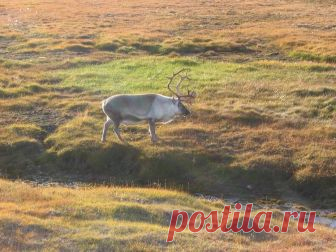 Откуда взялись первые скандинавы? На протяжении целого ряда опубликованных на «ВО» материалов их читатели имели возможность ознакомиться с самыми различными аспектами жизни викингов (мореходов, пиратов, торговцев), жителей Скандинавии…