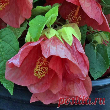 Тропическое растение Абутилон