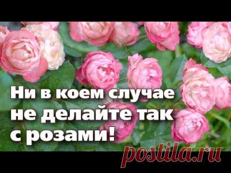 ОСЕННИЙ УХОД ЗА РОЗАМИ. ЧТО ДЕЛАТЬ МОЖНО, А ЧТО НЕЛЬЗЯ! - YouTube