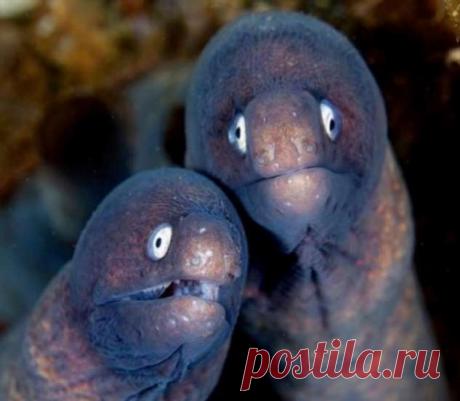 Самые свежие прикольные картинки (49 приколов) . Тут забавно !!!