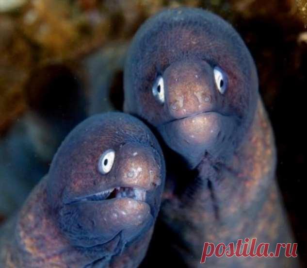 Самые свежие прикольные картинки (49 приколов) . Тут забавно !!!