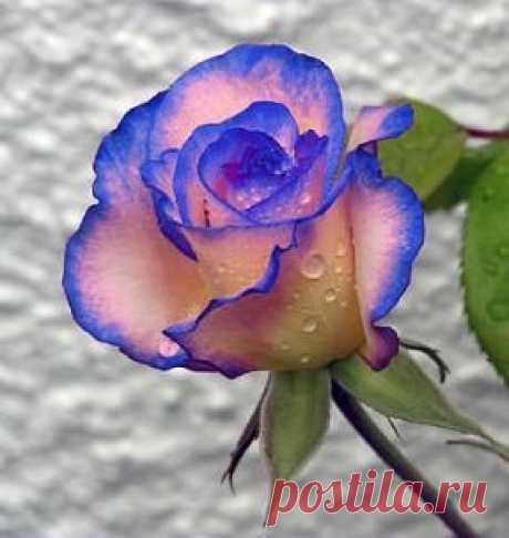 road2downloads - peperonity.com