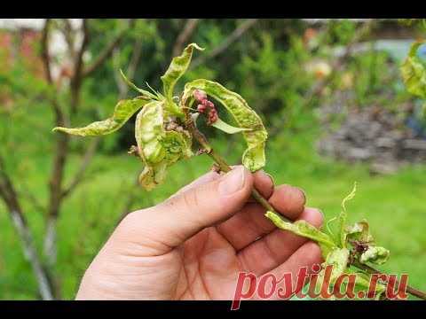 Курчавость персика. Лечите правильно! Какие препараты работают? Наш опыт!