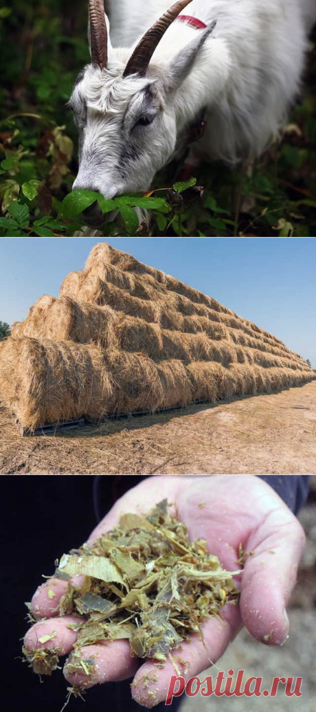Чем нельзя кормить козу и какие корма можно козам