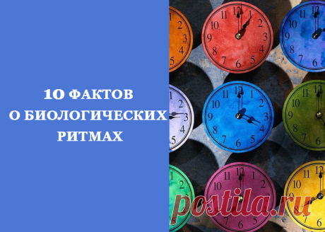 Факты о биологических ритмах, которые нужно знать Каждый день в период с 14.00 до 16.00 большая часть человеческой расы испытывает энергетический спад — вялость, отсутствие концентрации и желание куда-нибудь прилечь. Что происходит?
