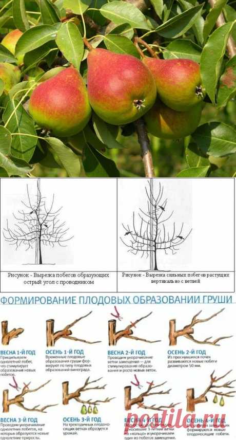 Посадка и уход за грушей. Сорта и болезни груши.