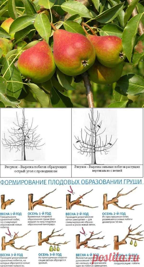 Посадка и уход за грушей. Сорта и болезни груши.