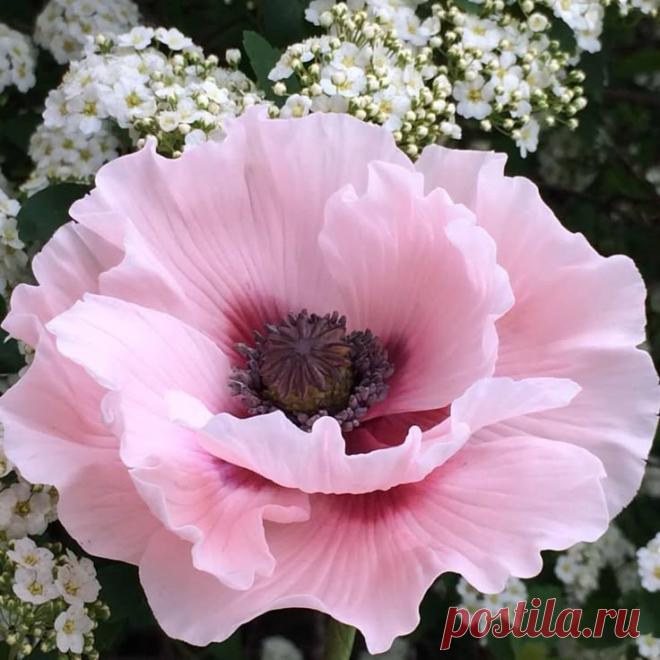 Пин на доске яМАКИ