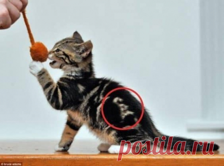 35 кошек с совершенно крутыми отметинами