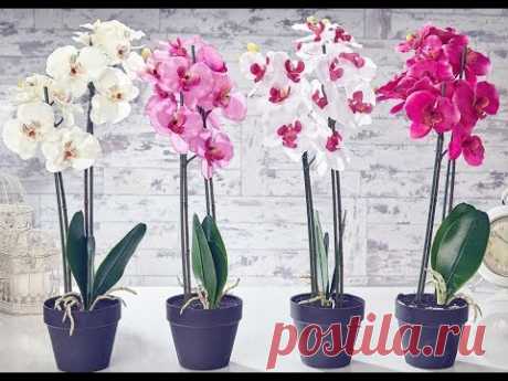 Почему не цветет орхидея и как заставить ее цвести?