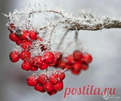 Зимняя рябина